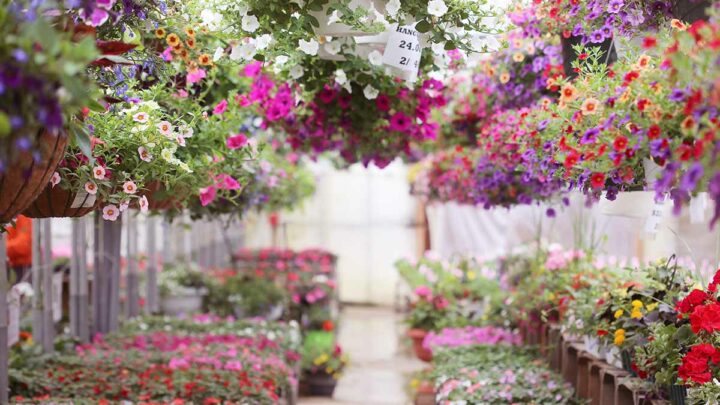 Bloomin’ Lovely Garden Centres in London