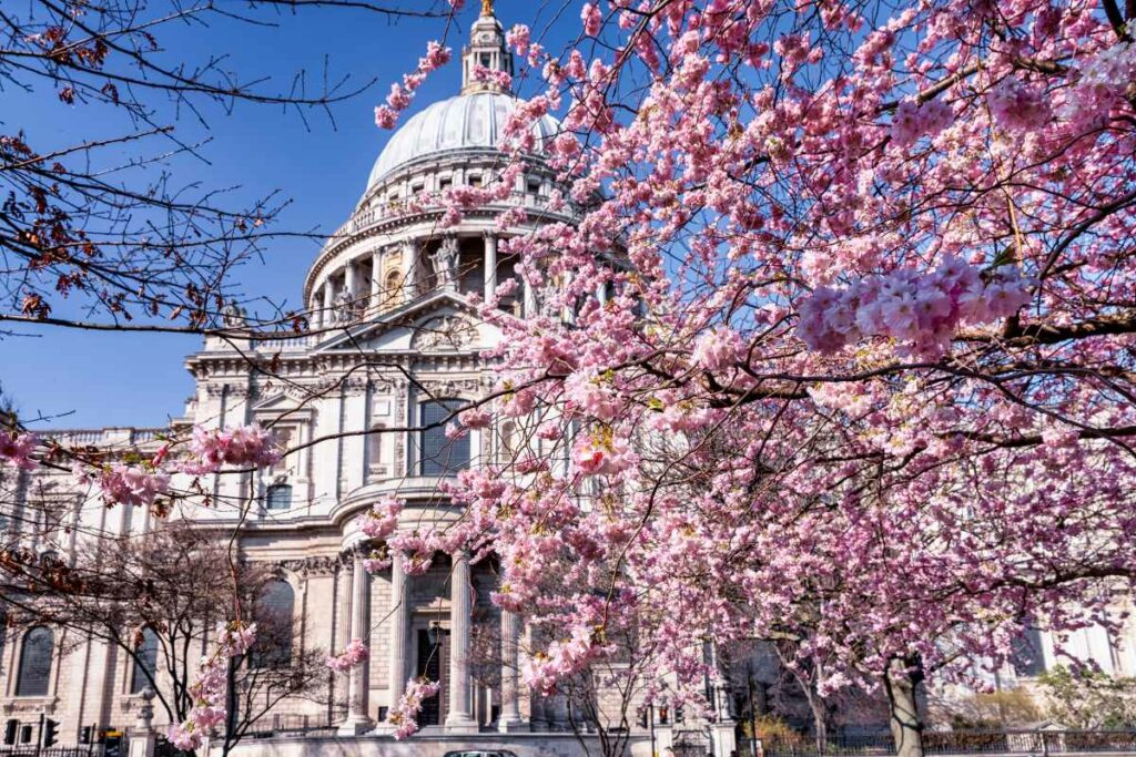 St Paul's Cherry Blossoms