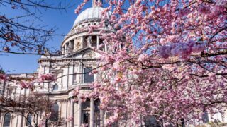 St Paul's Cherry Blossoms