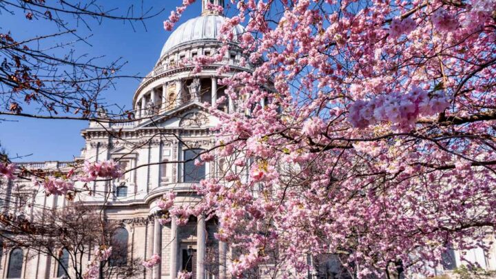 Picture-Perfect Spots: Where to Find Cherry Blossoms in London