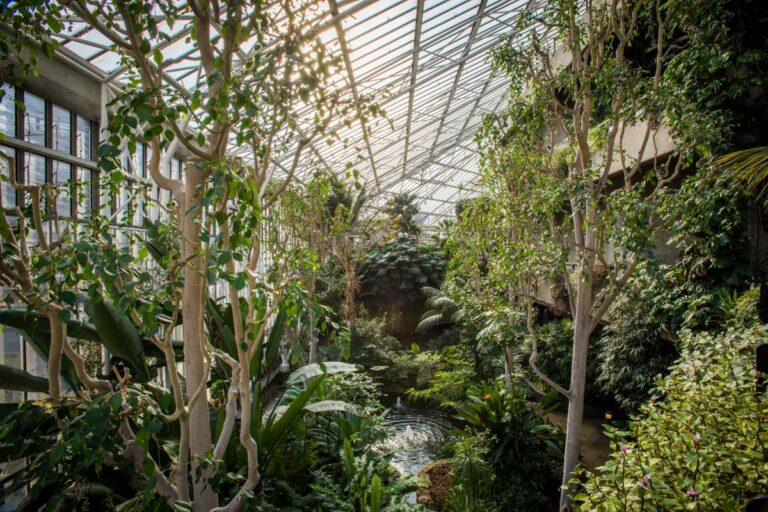 The Barbican Conservatory is giving away 2,000 of its own plants before a three-year closure