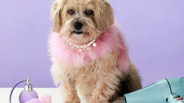 14 Paw-some Dog-Friendly Restaurants in London
