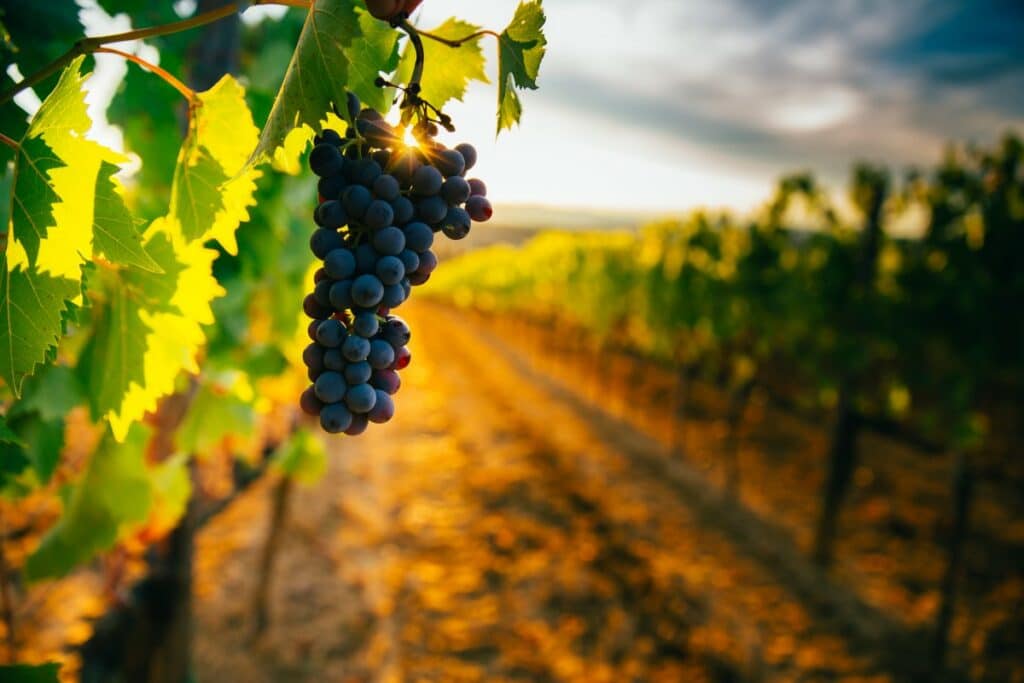 Vineyards London