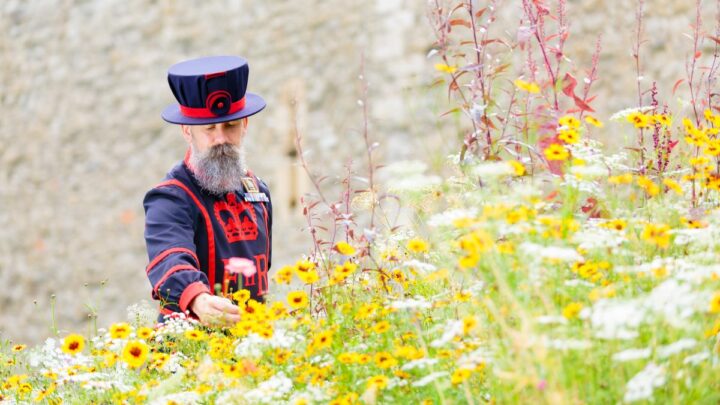 Don’t Miss the Tower of London’s Superbloom Spectacular This Summer