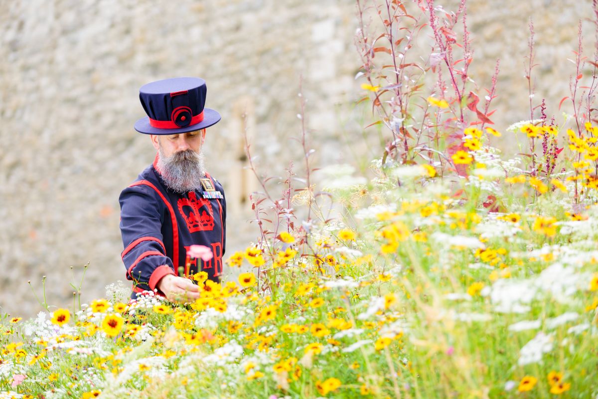 Don’t Miss the Tower of London’s Superbloom Spectacular This Summer