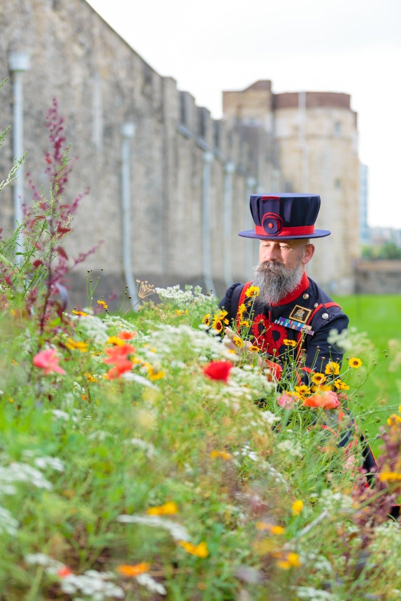 Don’t Miss the Tower of London’s Superbloom Spectacular This Summer