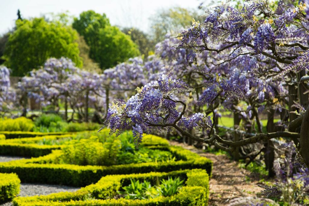 Fulham Palace knot garden | credit: Matthew Bruce