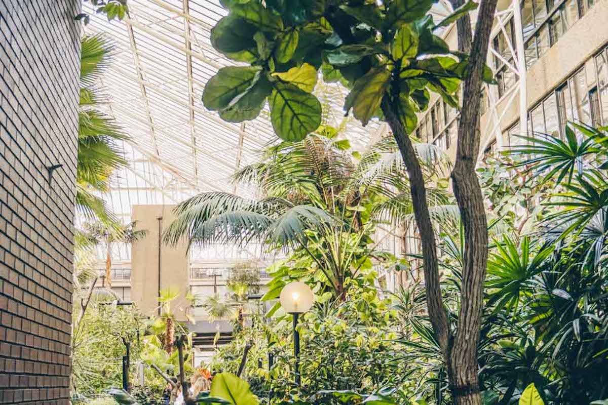 A brick walkway through the Barbican Conservatory's tropical planting