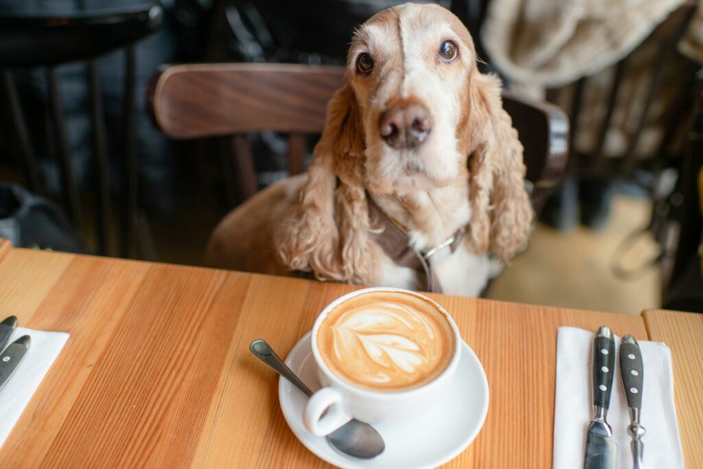 Dog Friendly Cafes