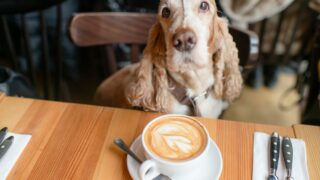 Dog Friendly Cafes