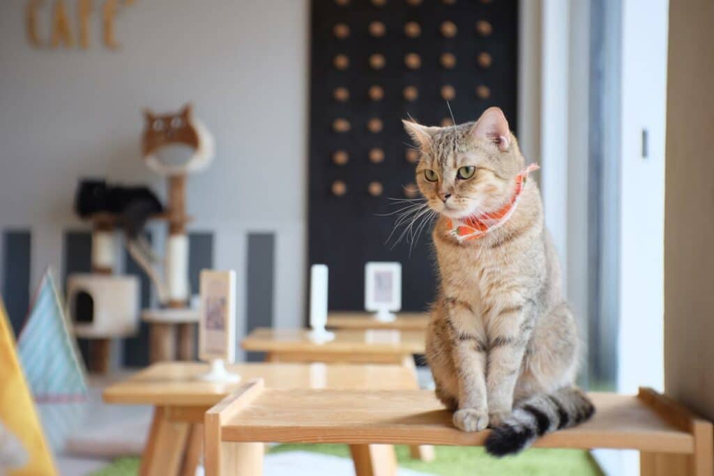 Cat Cafe