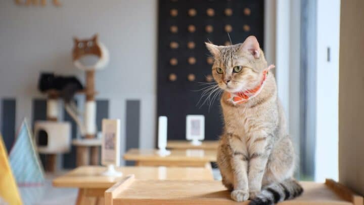 Meow! 5 Purr-Fect Cat Cafes in London