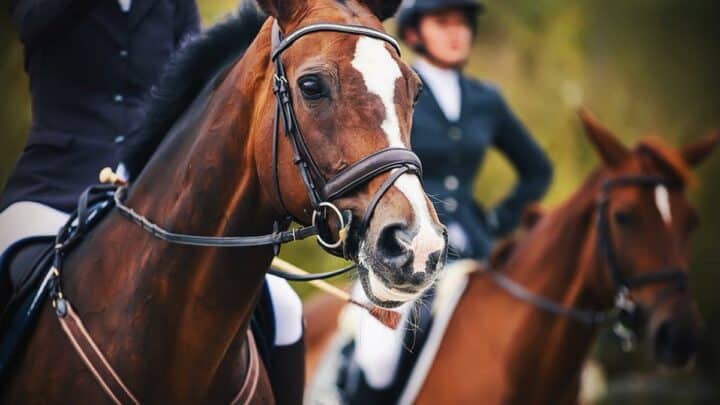 Saddle Up! 10 Brilliant Places to Go Horse Riding in London