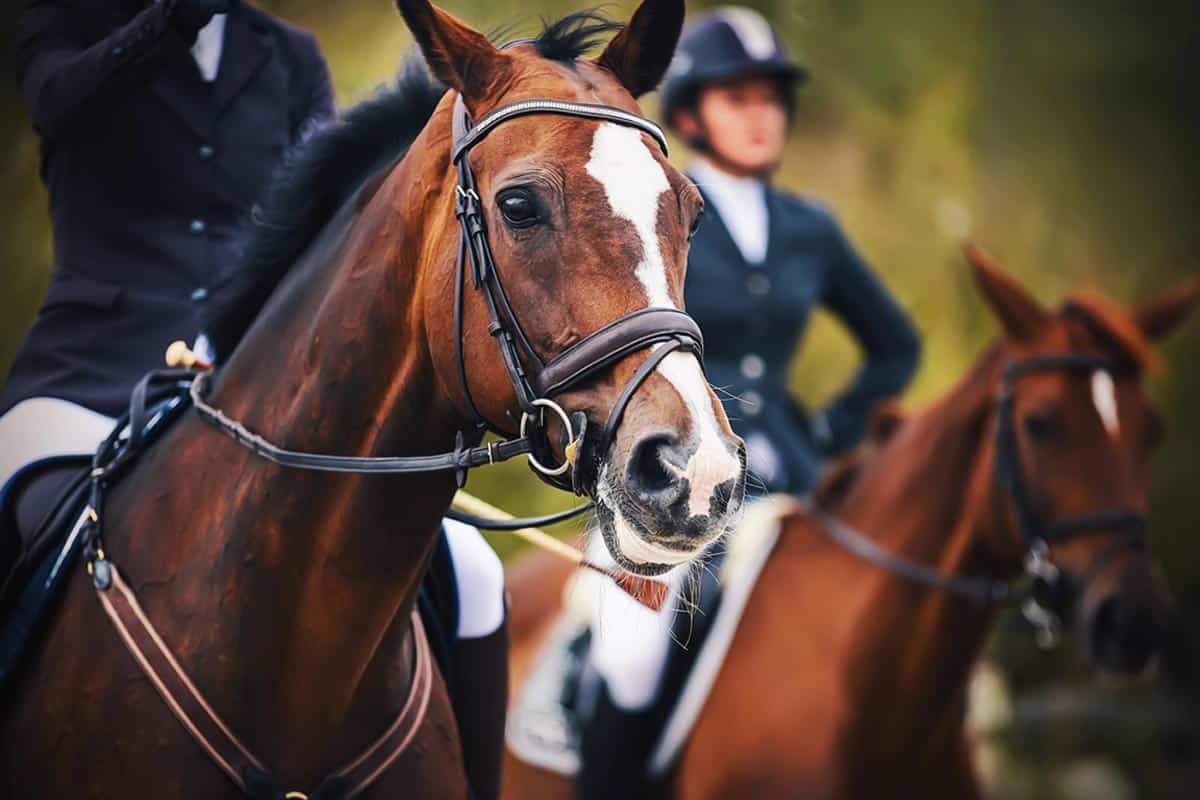 10 Brilliant Places to Go Horse Riding in London — London x London