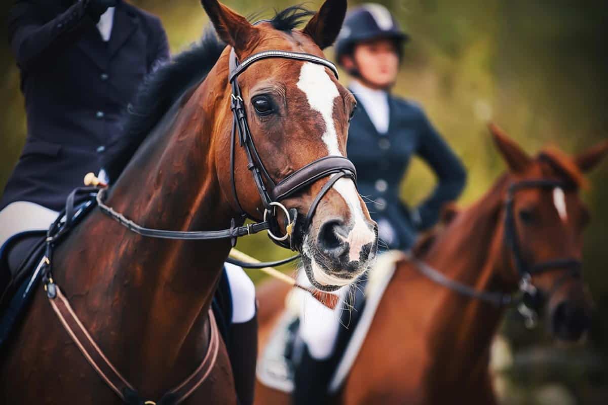 10 Brilliant Places to Go Horse Riding in London — London x London 16 10 Brilliant Places to Go Horse Riding in London — London x London