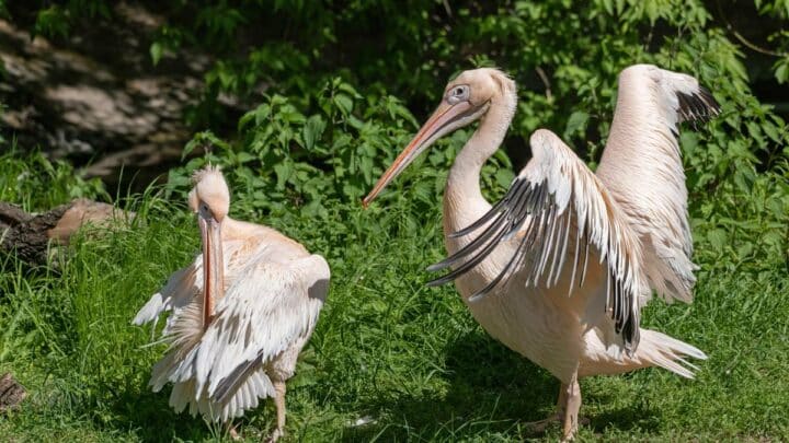 Meet The Pelicans of St. James’s Park: The Big-Billed Bullies with a Rather Curious Past