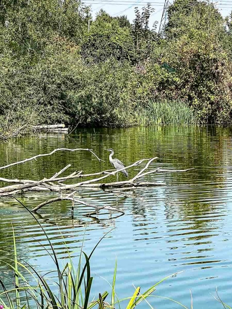 Walthamstow-Wetlands