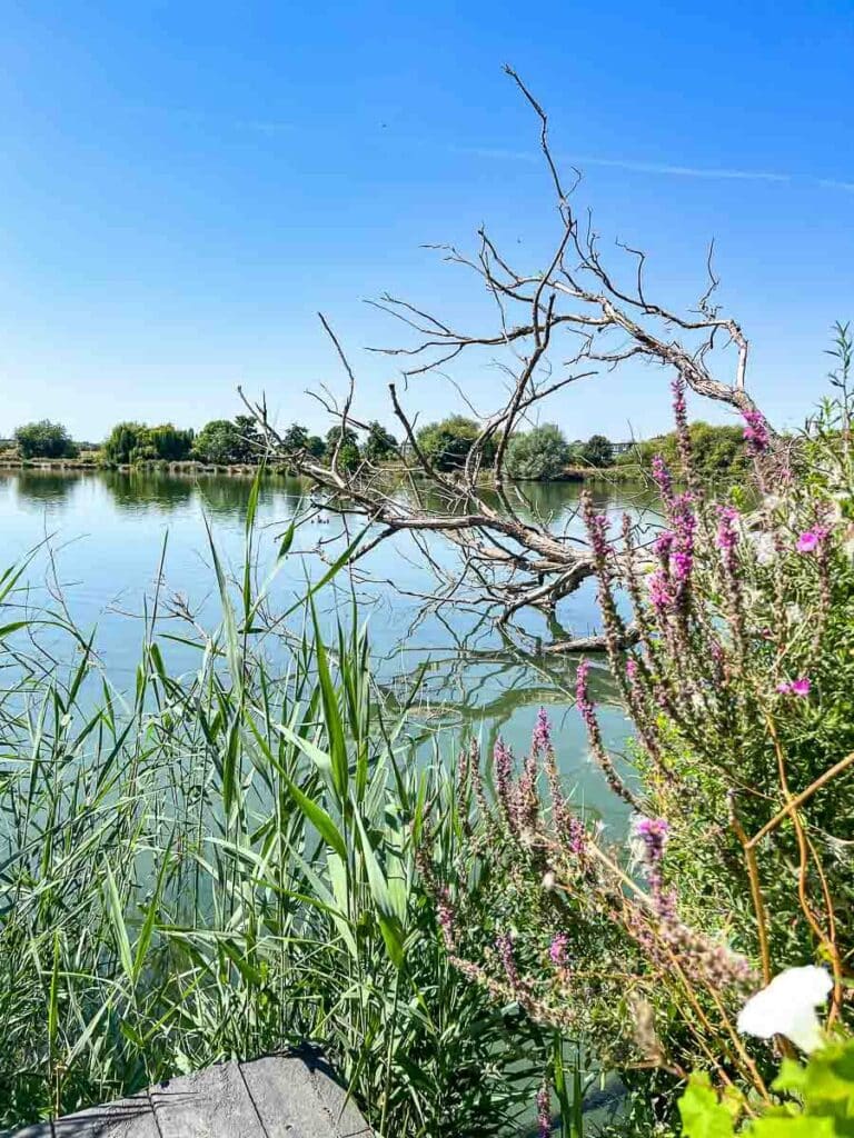 Walthamstow-Wetlands