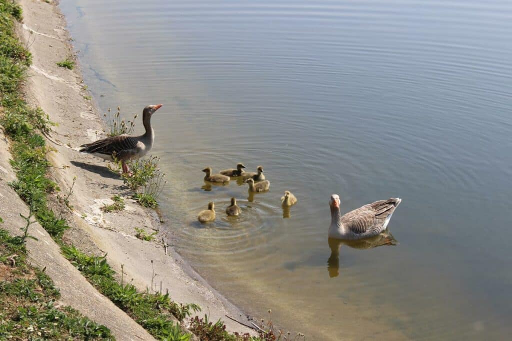 Walthamstow-Wetlands