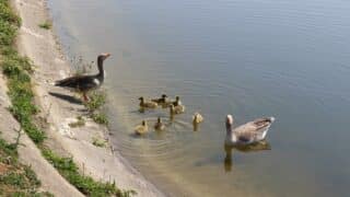 Walthamstow-Wetlands