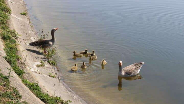 Time to Discover: The Walthamstow Wetlands