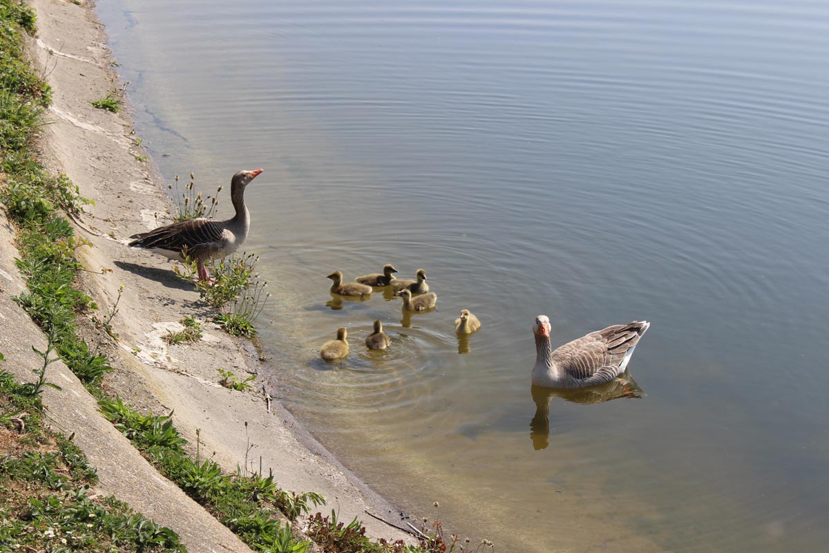 Time to Discover: The Walthamstow Wetlands