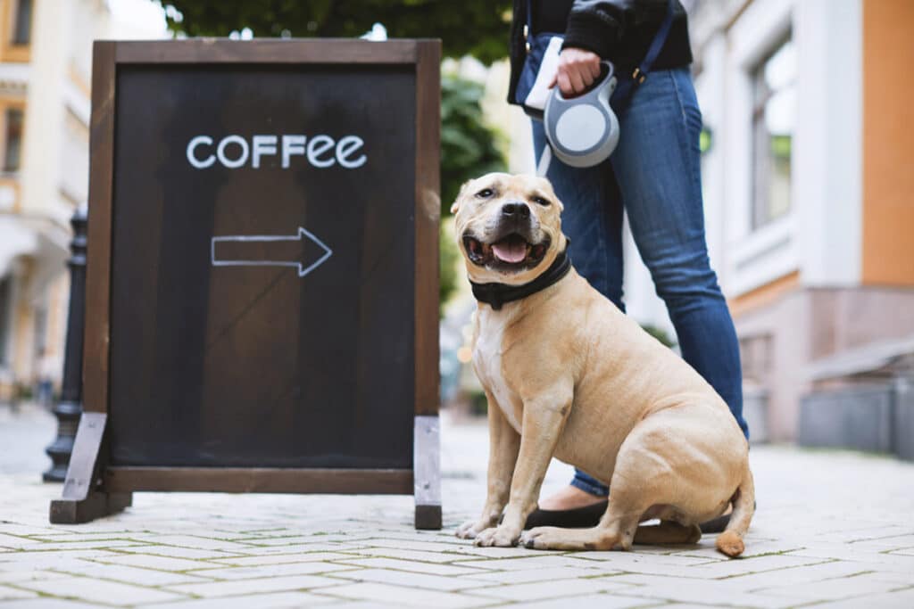 Dog Cafe