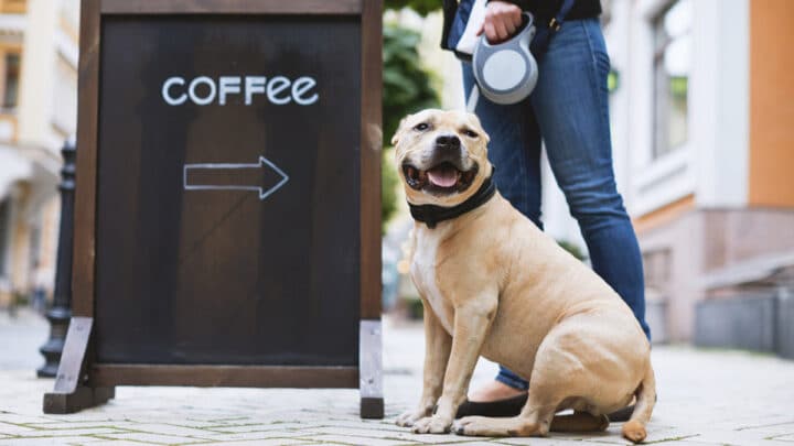 Coffee shops hot sale dog friendly