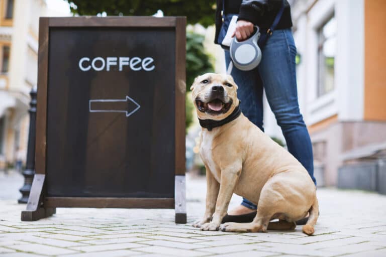 Dog cafés in London: there are fewer than you think, and the best ones want you to bring your own dog