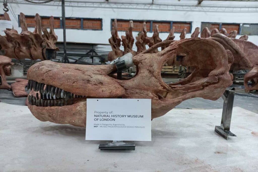 Patagotitan skull - Natural History Museum