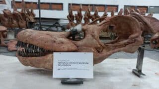 Patagotitan skull - Natural History Museum