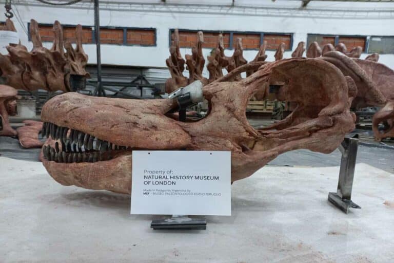 Colossal News: The World’s Biggest Dinosaur is Coming to the Natural History Museum