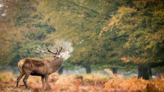 Richmond Park