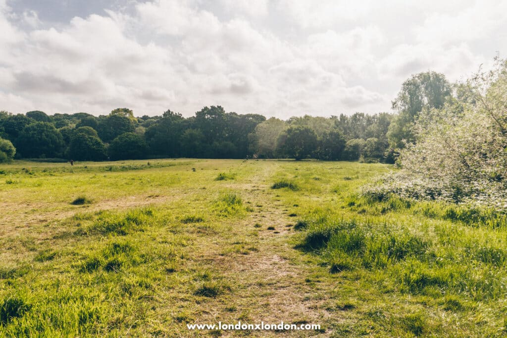 views of Hampstead Heath