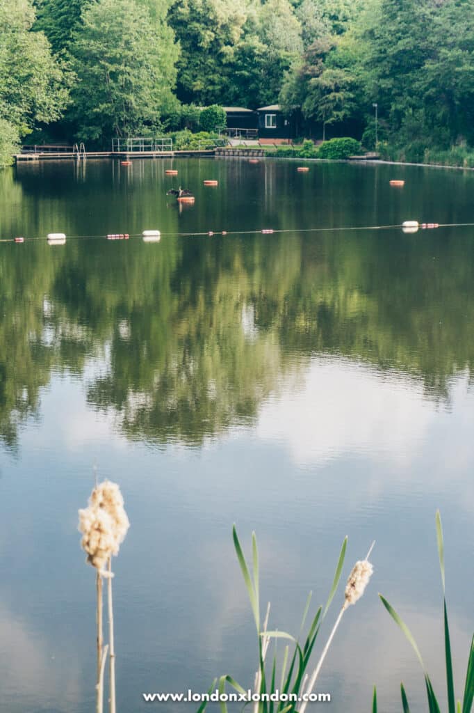 Reeds at the ponds