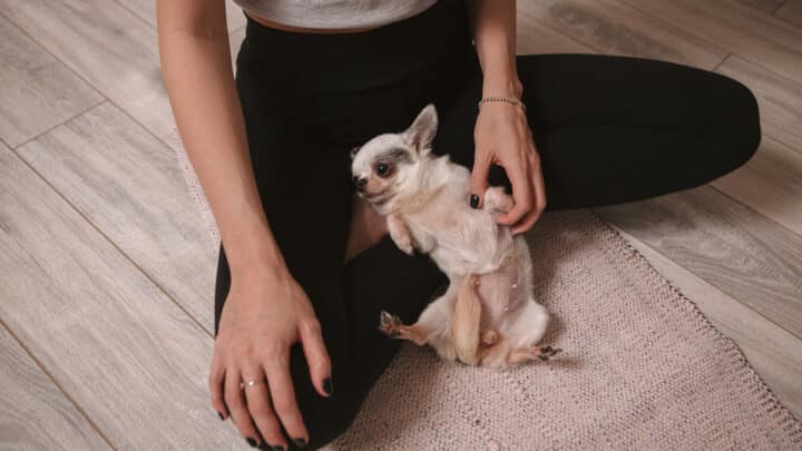 Who Let the Dogs Out? Where to do Puppy Yoga in London