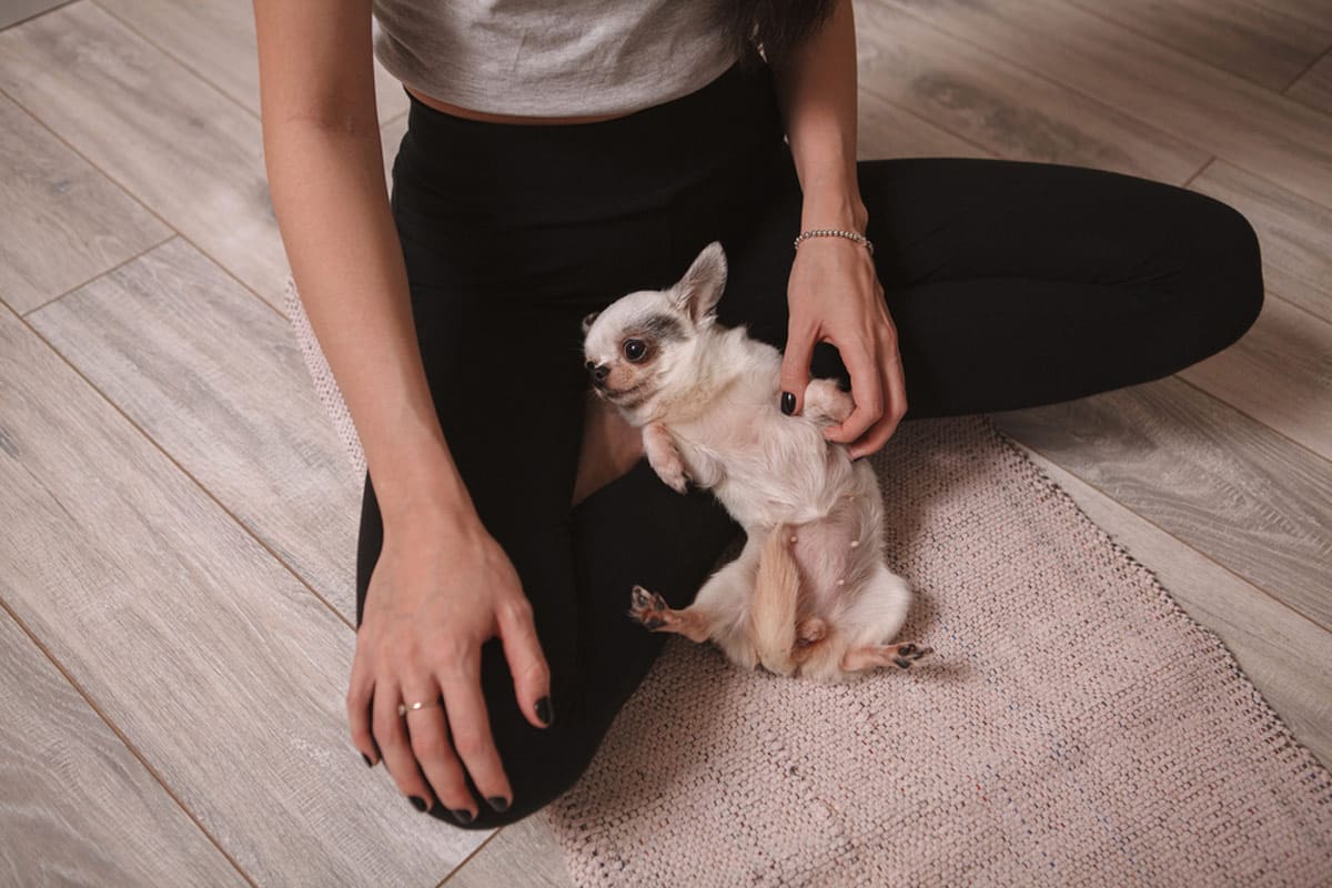 Who Let the Dogs Out? Where to do Puppy Yoga in London
