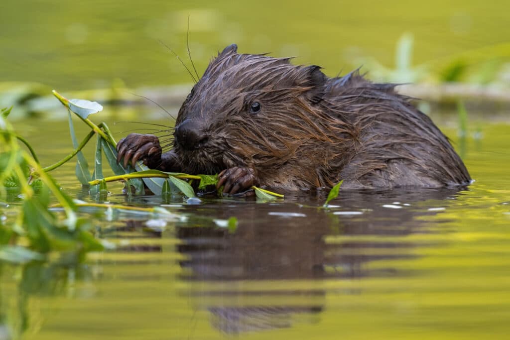 Wild Beaver