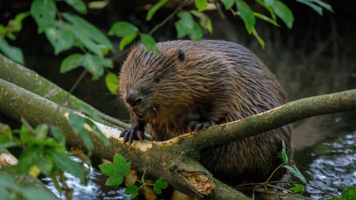 A Wild Beaver Has Been Born in London for the First time in 400 Years