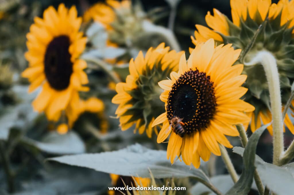 Bees on sunflowers 