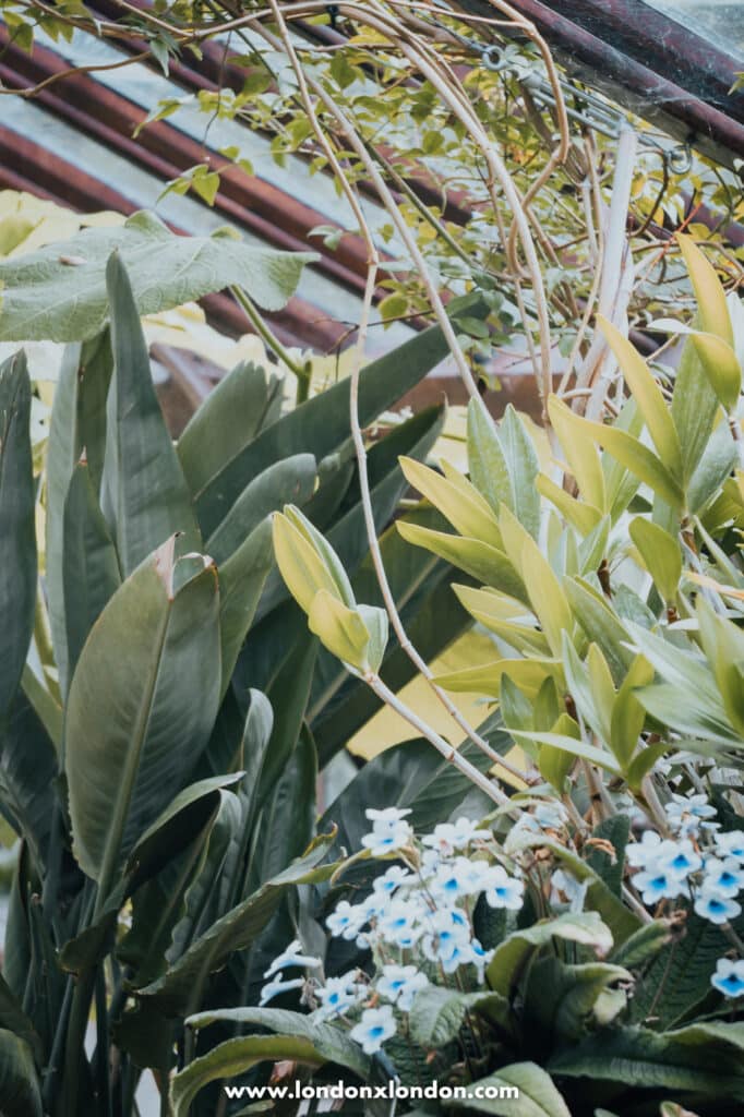 Plants in the greenhouse