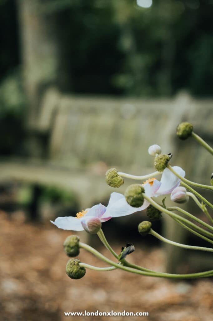 Flowers with a bench in the background