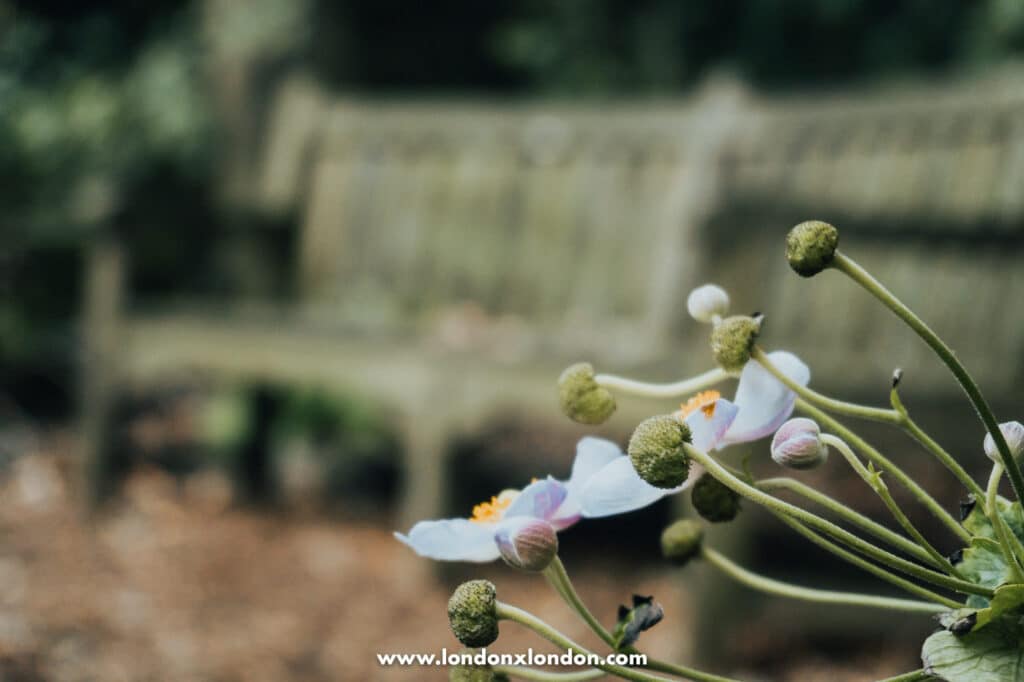 Chelsea Physic Garden
