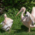 Meet the pelicans of St James’s Park, the big-billed bullies with a rather curious past