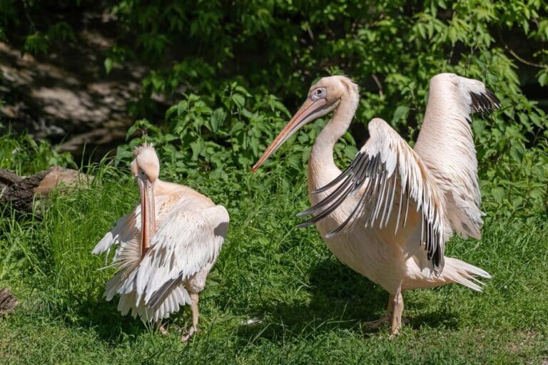 Meet the pelicans of St James’s Park, the big-billed bullies with a rather curious past