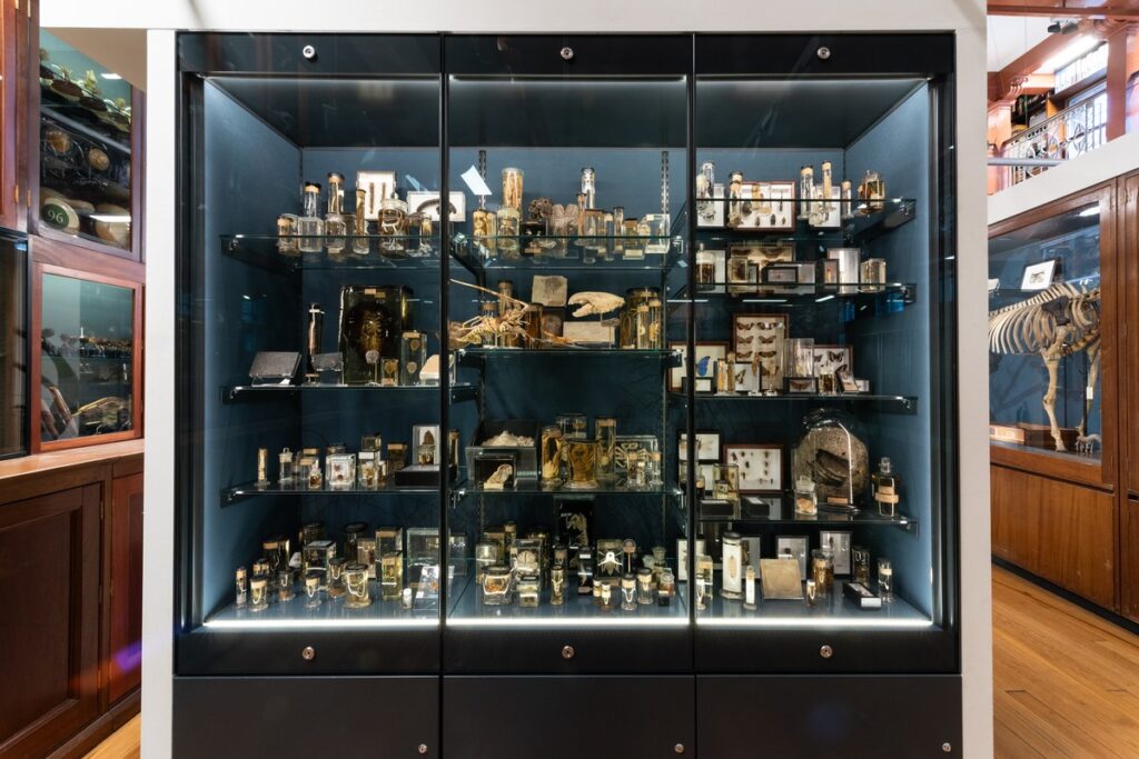 A glass cabinet of animal skulls and tusks at the Grant Museum of Zoology