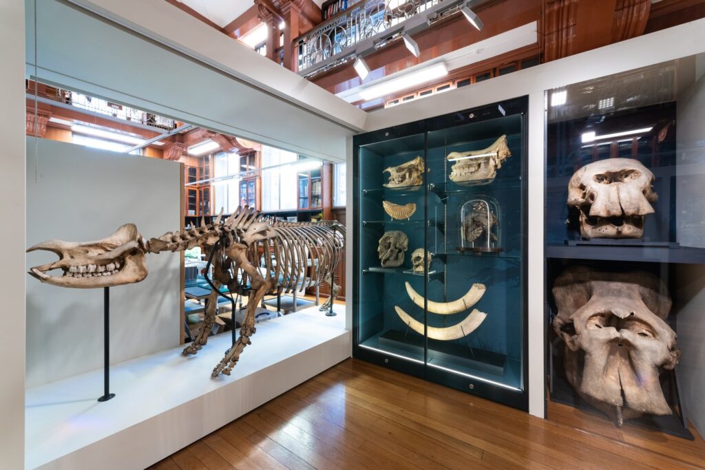 A skeleton and glass specimen cabinet crammed with skulls and bones at the Grant Museum of Zoology