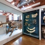 Inside the Grant Museum of Zoology: a jar of 18 moles, a Tasmanian tiger skeleton and a room lined with microscope slides