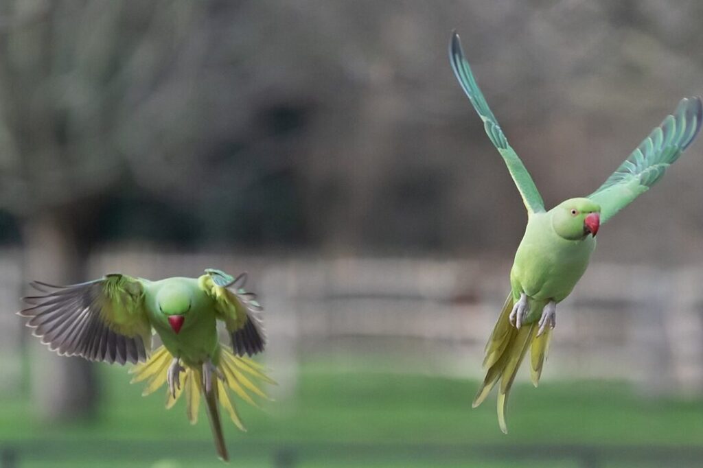 A rose-ringed parakeet in flight over London