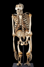 A mounted skeleton of an Eastern gorilla (Gorilla beringei) on display in the Two Centuries Here exhibition